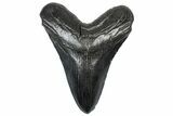 Heavy, Fossil Megalodon Tooth - South Carolina #301783-1